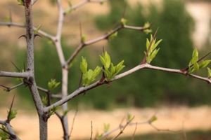 頑固失眠剋星？竟是深山野生茶？喝一杯犯困，喝三天自然醒！