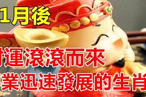 11月後，運勢達到巔峰，財運滾滾而來，事業迅速發展的生肖！