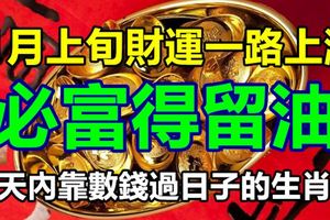 11月上旬財運一路上漲，必富得留油，10天內靠數錢過日子的生肖們