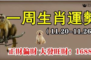 一周生肖運勢（11.20-11.26）正財偏財大發旺財！