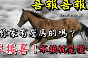 喜報喜報！你家有屬馬的嗎？來接喜！不接就是傻子