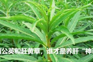 蒲公英和趕黃草，誰才是養肝「神草」？食用分別有什麼禁忌？