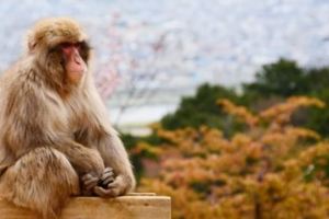 【京都自由行】除了清水寺還能去哪？京都私房景點大公開！