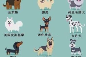 圖解129隻世界名犬圖鑑-遇到狗狗再也不用發愁尷尬了