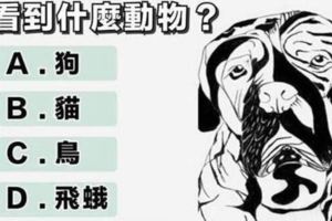 心理測試：從你最先看到的動物，測你的隱藏性格