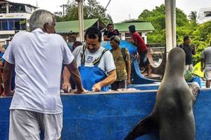 「老闆你這魚有鮮哦～」　海獅上岸到魚攤「自己選肉」當大餐