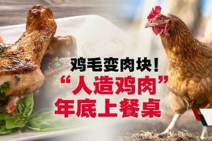 雞毛培育肉塊‧「人造雞肉」年底上餐桌