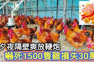 雞農哭了！除夕夜隔壁爽放鞭炮嚇死1500隻雞損失30萬