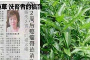 喝了兩個星期的【20幾片葉子】煮的水，她的【腎功能】恢復了(真實成功案例)。。