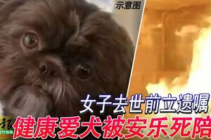 女子去世前立遺囑，要健康愛犬陪葬引起民憤