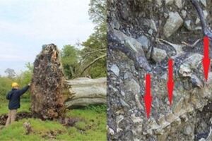 500年的樹被勁風連根拔起，在樹根部竟然被專家發現驚人的事！