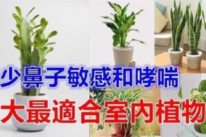 對肺部超好，這「9種室內植物」讓你鼻子過敏和哮喘不易復發，還能一覺到天亮！