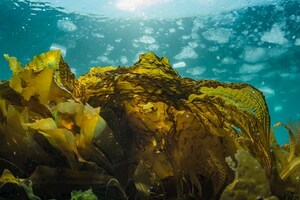 昆布在海裡為什麼不會泡出高湯？日本水族館神回：【昆布在忍耐！】網笑噴：昆生好難