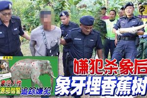 ◤70彈殺雄象◢嫌犯殺象後象牙埋香蕉樹下