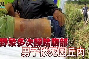 野象多次踩踏腹部印尼籍男子慘死園丘內