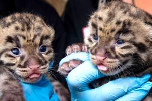 恭喜！動物園孵育「罕見雲豹寶寶+2」　乖萌吐舌頭迎接這個世界～