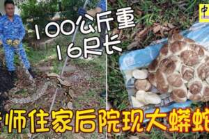 100公斤重16尺長老師住家後院現大蟒蛇！