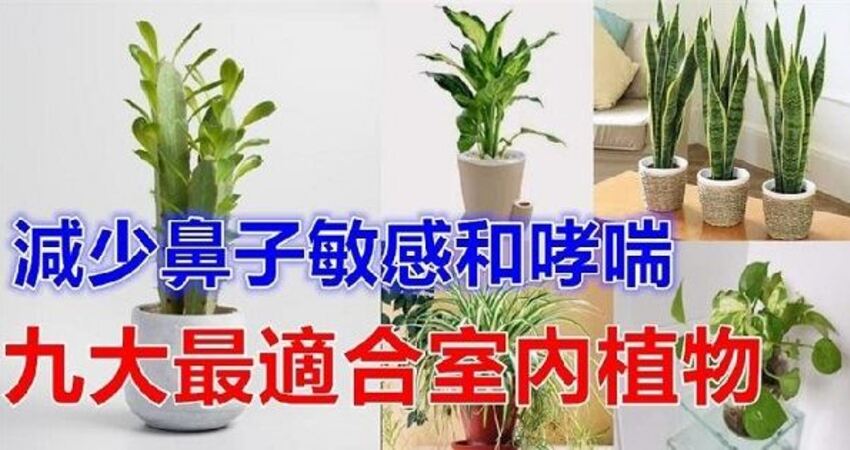 對肺部超好 這 9種室內植物 讓你鼻子過敏和哮喘不易復發 還能一覺到天亮 愛上世界分享愛 Fun01 創作分享