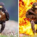 攝影師意外拍下「姿勢超霸氣的老鷹」照片，結果一上傳後PS神人的惡搞讓大家都笑崩了！