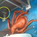 這隻大章魚想從超級窄小的洞口逃出大海，原以為會失敗的人最後竟錄下超驚奇的過程！