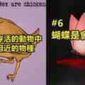 「關於動物的10件奇妙事實」!你知道熊貓都不會按時睡覺嗎?