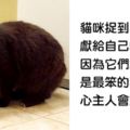 15個「你和朋友們都應該要知道」的奇趣冷知識，第四個關於動物的事實把我萌哭了！