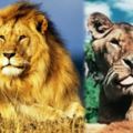 這頭母獅從出生開始，就「不吃肉」！想盡各種辦法，牠依然拒絕肉食，跌破眾人眼鏡！