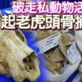 破走私動物活動起老虎頭骨捕5人