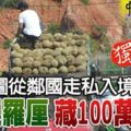 ﻿企圖從鄰國走私入境榴槤羅釐藏100萬大麻