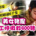 睡養殖場照顧逾6千隻美女豬農人工呼吸救400豬!