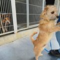 毛孩的天大好消息　美國加州新法律：寵物店只能賣獲救動物