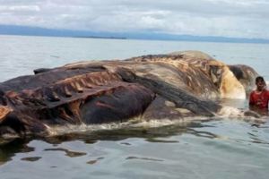 印尼海域驚現15公尺「巨型怪物屍體」沒有人知道是什麼生物，「幾天後超恐怖進化」當地人嚇壞！