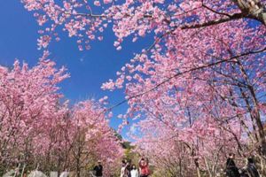 每年必搶賞櫻名額最美武陵櫻花季交管時間