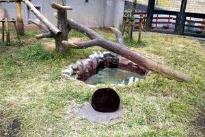 動物園驚見超神秘「黑色巨大毛球」走近一看...原來是ni！五萬網友按讚被這一幕萌翻