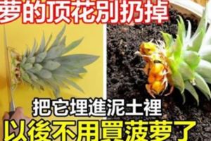 菠蘿的頂花別扔掉，把它埋進泥土裡，以後不用買菠蘿了