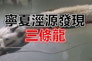 寧夏涇源發現三條龍