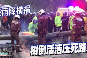 豪雨降橫禍樹倒活活壓死路人