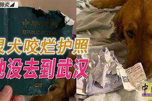 預計1月要到武漢旅遊，靈犬竟然把咬爛護照，沒想到隔天就爆發了疫情