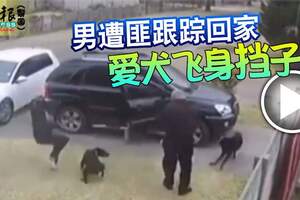 男遭匪跟蹤回家愛犬飛身擋子彈