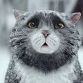 英國最萌貓咪廣告　聖誕節的罪魁禍首竟然…