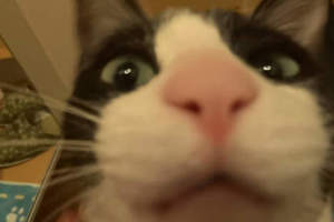《迎門貓Moo醬》最撒嬌最愛洗澡最愛說話的賓士貓