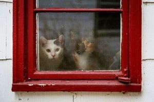 貓咪為什麼會在門口等候飼主回家呢？