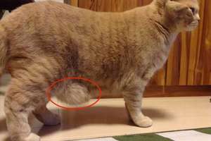 貓奴長知識！原來喵星人的小肚肚不是肥胖而是…