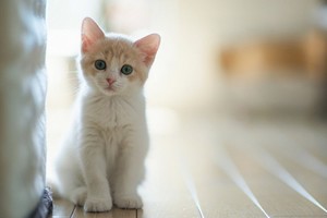 你了解你家的貓咪嗎？行為學家Jackson Galaxy點出人類對貓咪的6個誤解