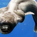 兩億年前就存在的史前深海怪物意外被民眾發現，不但牙齒尖利身型龐大至今都沒有進化，它們甚至還會.....讓人嚇到下巴都掉了！
