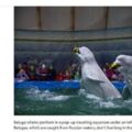 自由了！百隻殺人鯨關「鯨魚監獄」　俄宣布全釋放超壯觀