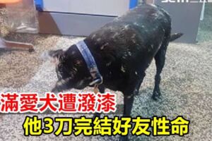 不滿愛犬遭潑漆他3刀完結好友性命