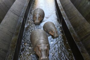 東京澀谷河川冒出「3頭河馬」　路過民眾大騷動：還有人來抓！ 