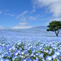 日本最浪漫花海！450萬粉蝶花開滿「常陸海濱公園」