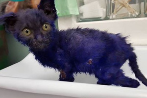 可憐的「藍精靈」小貓被染成紫色的原因，居然是為了給狗狗做為咀嚼的玩具…